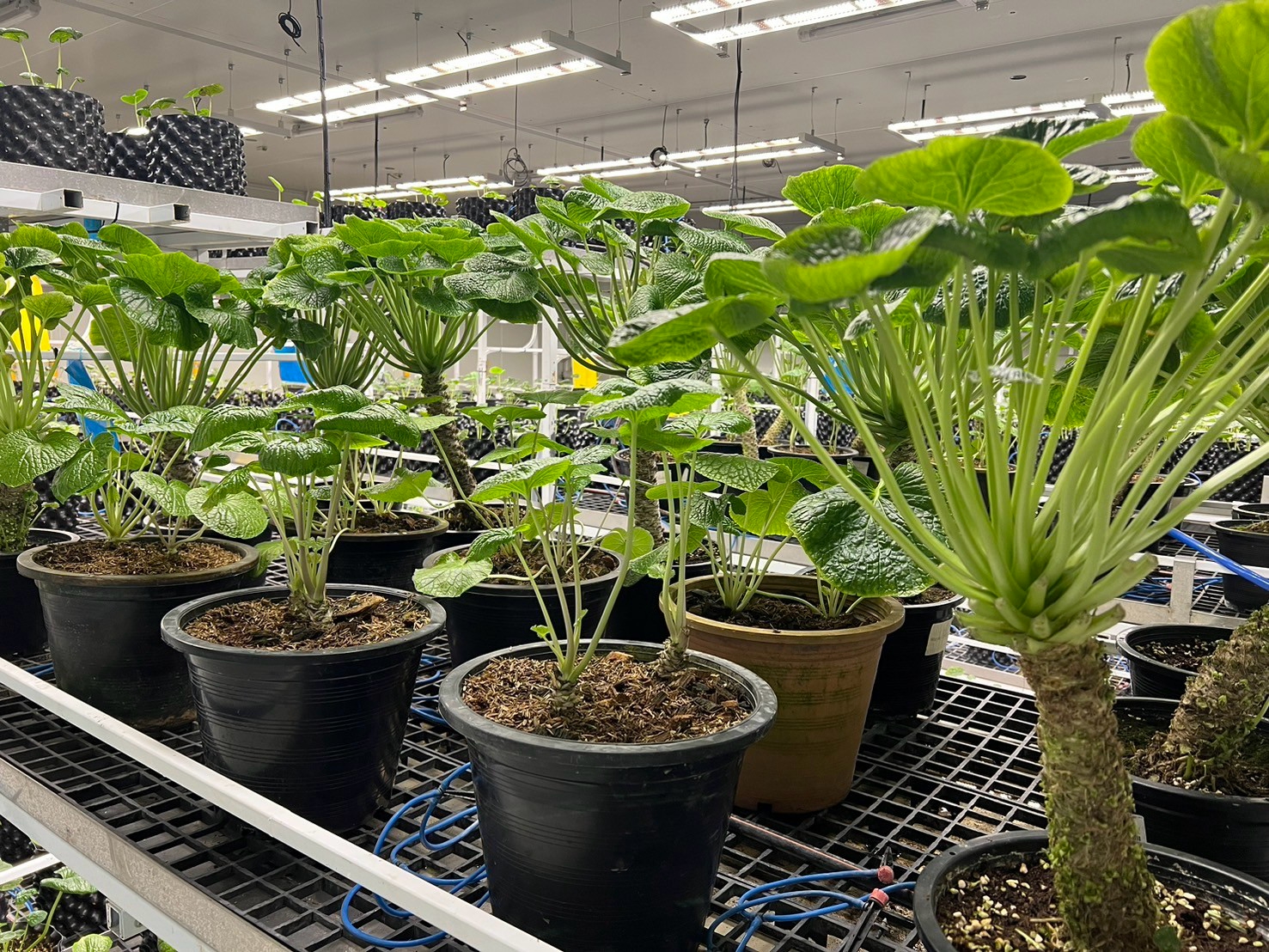 Mature wasabi plants