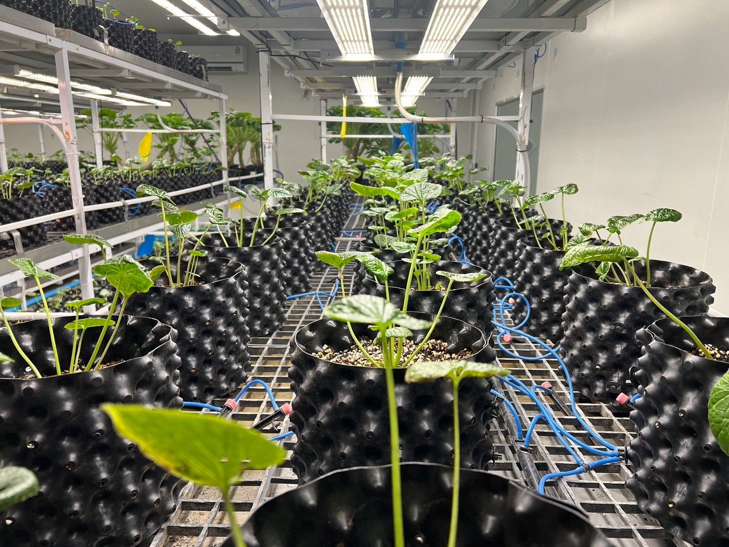 Wasabi smart cultivation system